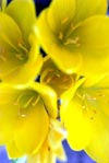 Sinan TURAN