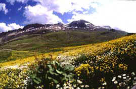 Dursunali SARIKOC