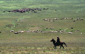 Dursunali SARIKOC