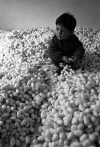 Erdal YAZICI