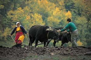 Kastamonu - Azdavay