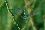 Fotograf - Nedim SİPAHİ