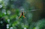 Fotograf - Nedim SİPAHİ