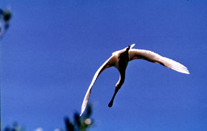 Sabit KALFAGL