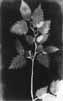 William Henry Fox TALBOT. Botanikle ilgili ilk fotograflardan, 1839