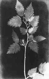 William Henry Fox TALBOT. Botanikle ilgili ilk fotograflardan, 1839