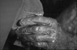 Taner YILDIRIM - ��mlek�iler